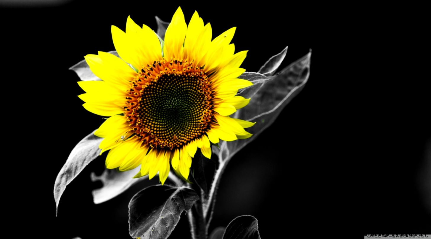 Sunflower Black And White HD desktop wallpaper  High Definition