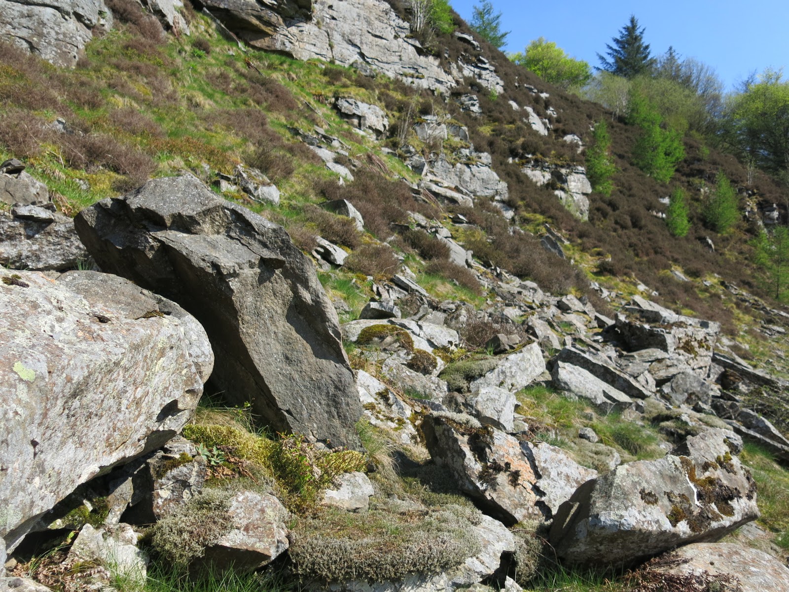 South Wales Bryophytes Cwm Celyn revisited 27 years on