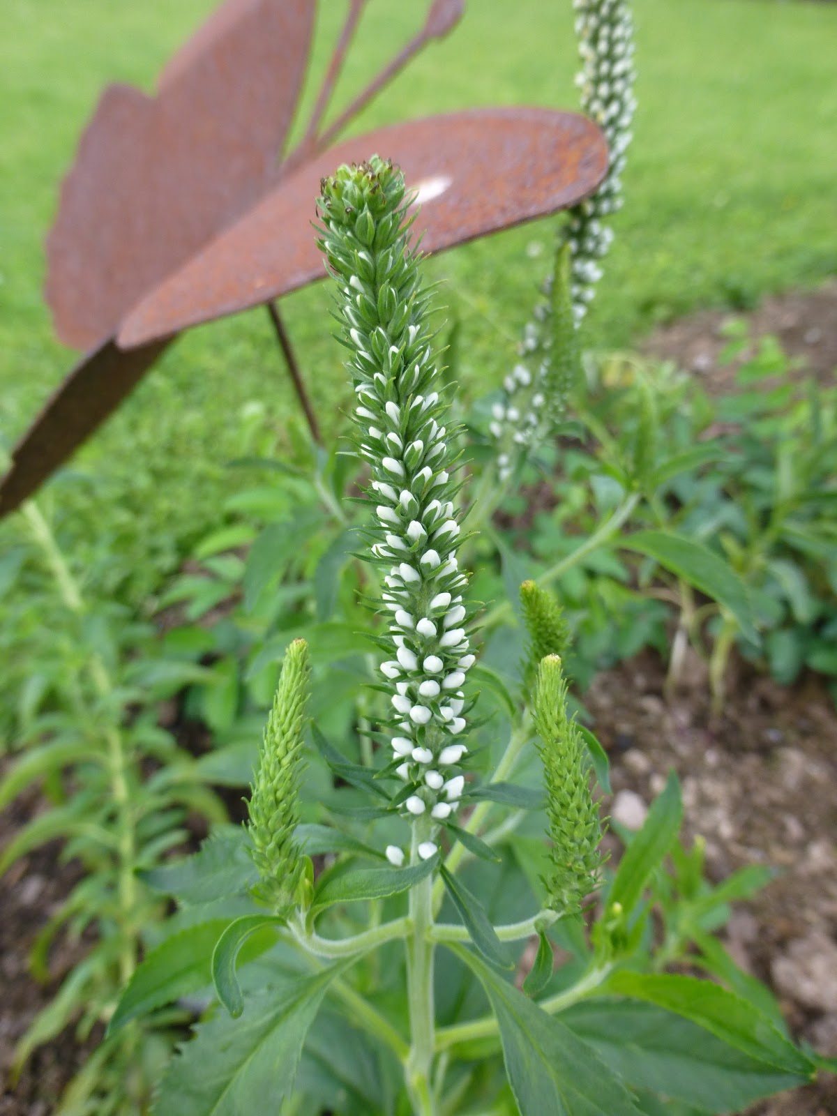 Alexandras Garten in Schweden: Sommerbilder Querbeet