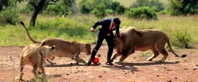 Un hombre juega al fútbol con leones