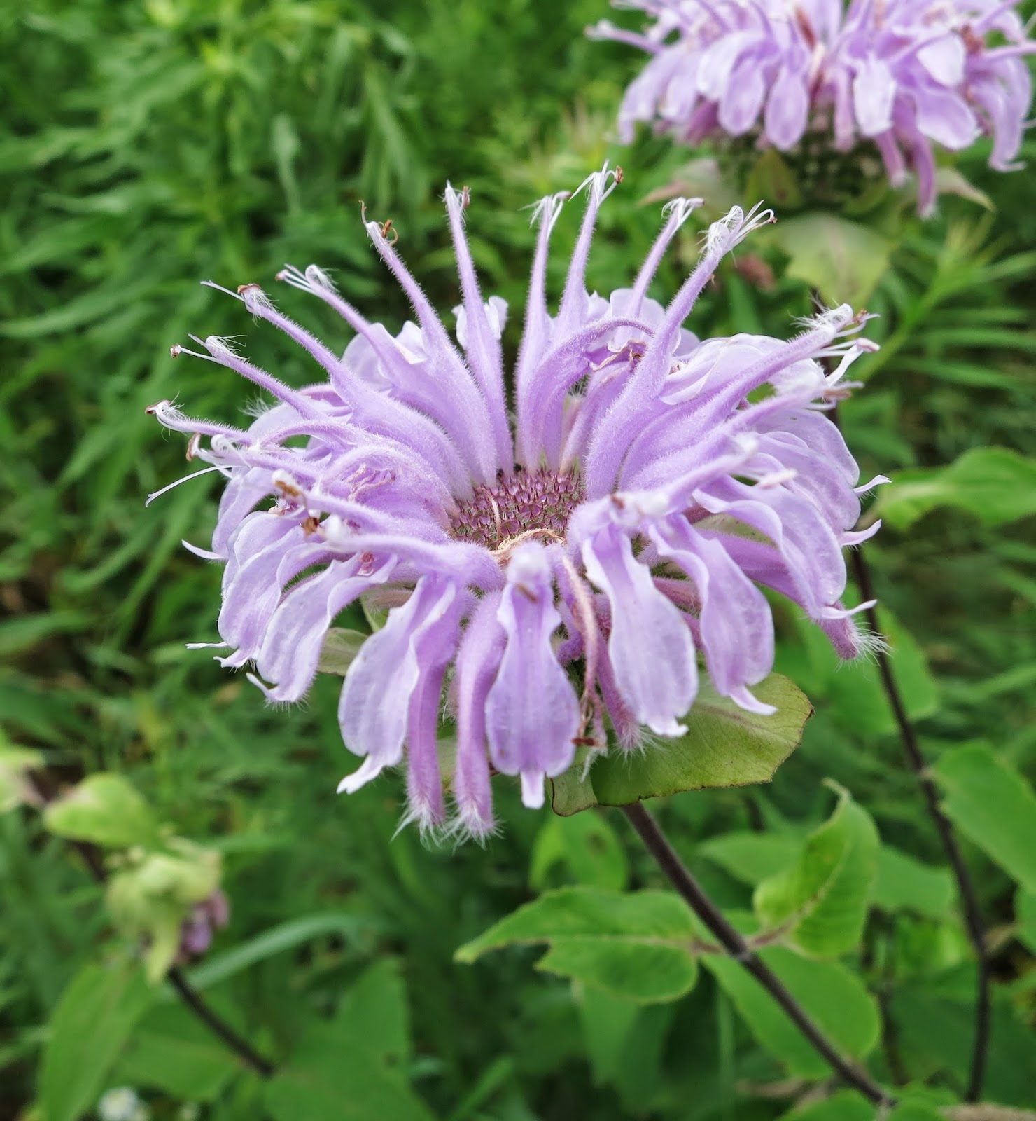 Kalamazoo Seasons: Prairie flowers