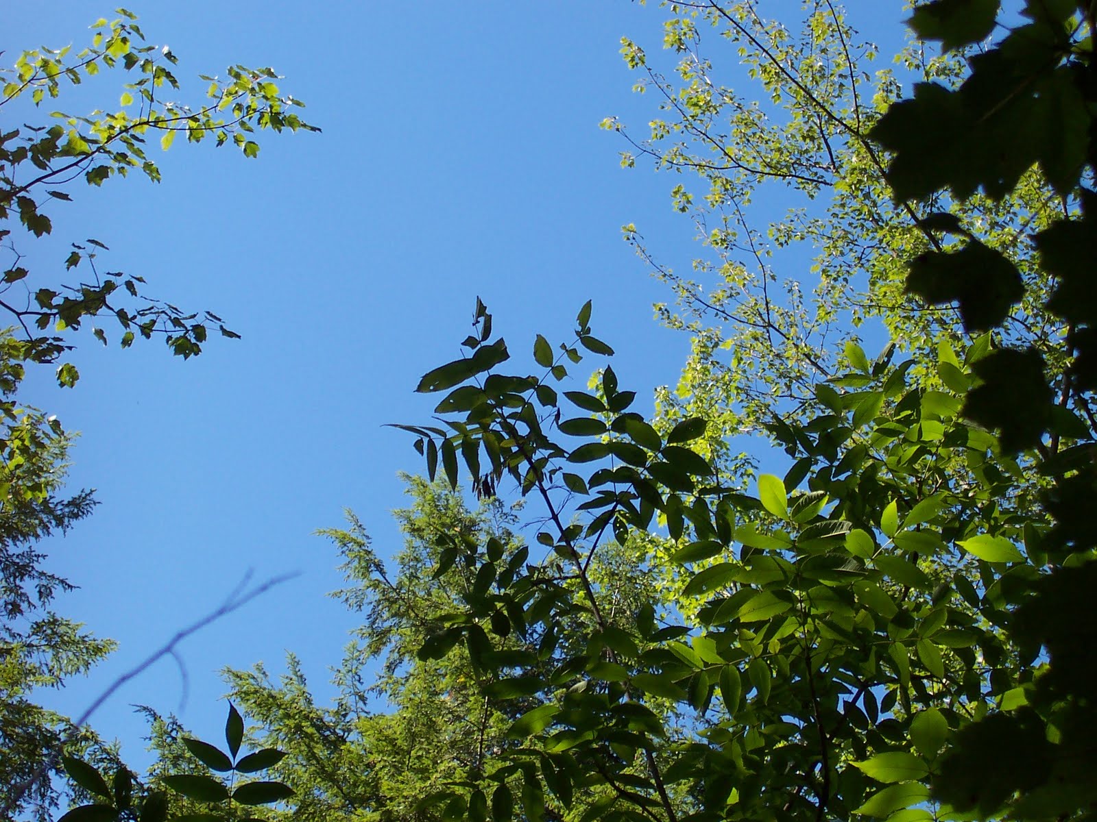 Chenango Archaeologists BLACK ASH IN PHARSALIA