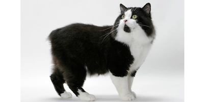 Manx Cat breed information