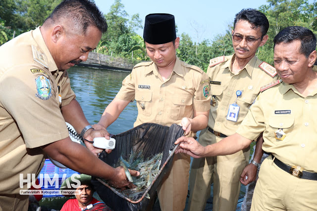 Nur Arifin Heran, Udang Windu Bisa Dibudidaya Dengan Baik di Trenggalek