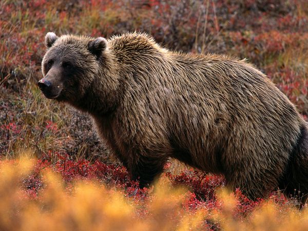 Grizzly Bear Basic Facts And New Pictures | The Wildlife