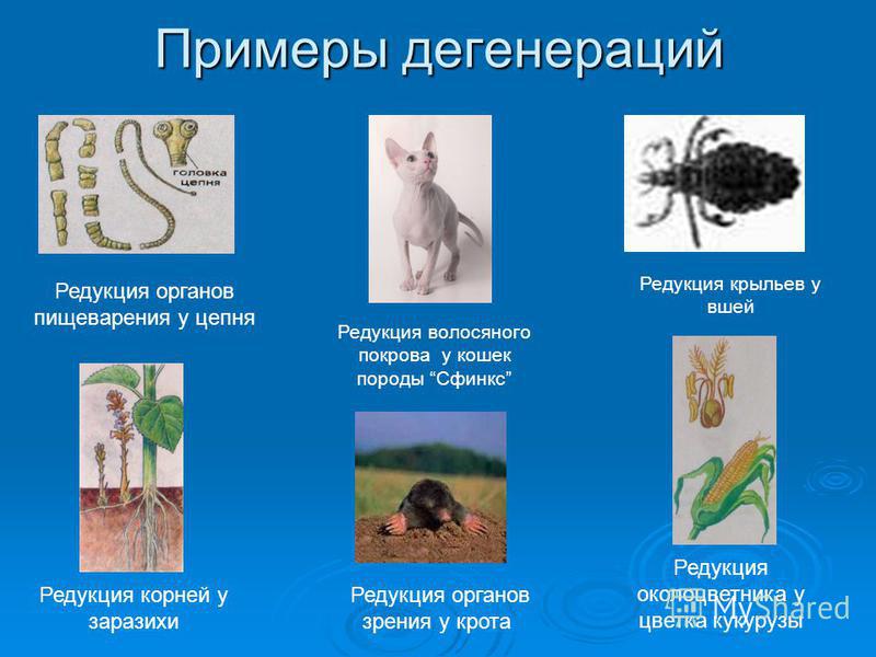 Многие виды являются паразитами животных растения