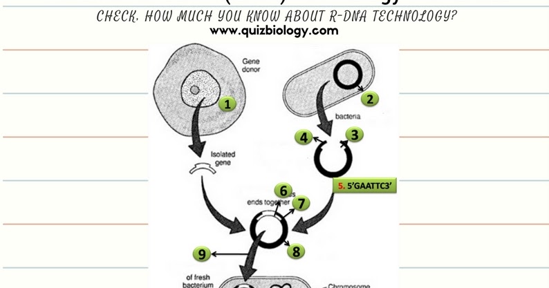 Biology Exams 4 U: Recombinant DNA Technology Worksheet PDF