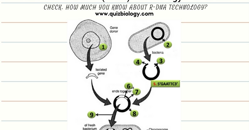 Recombinant DNA Technology Worksheet ~ Biology Exams 4 U