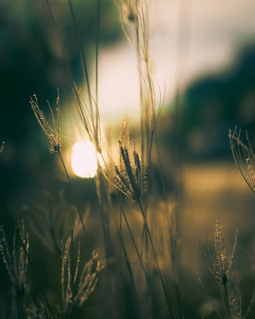 "Dịu dạng" bộ hình ảnh hoa cỏ lau mộc mạc giản dị trong gió