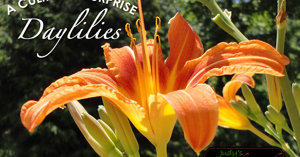 Judy's Good Food Blog How to Eat Daylilies