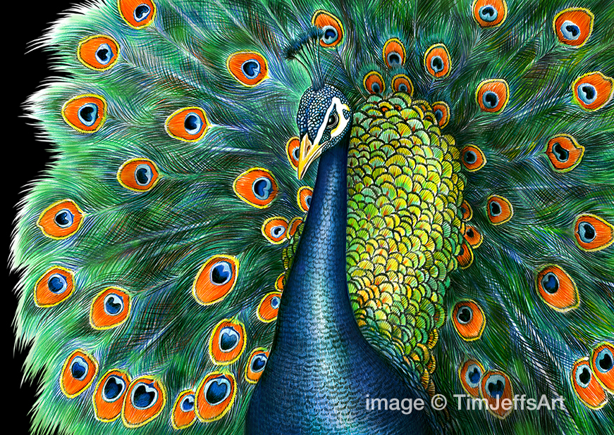 Tim Jeffs Art: Color Drawings