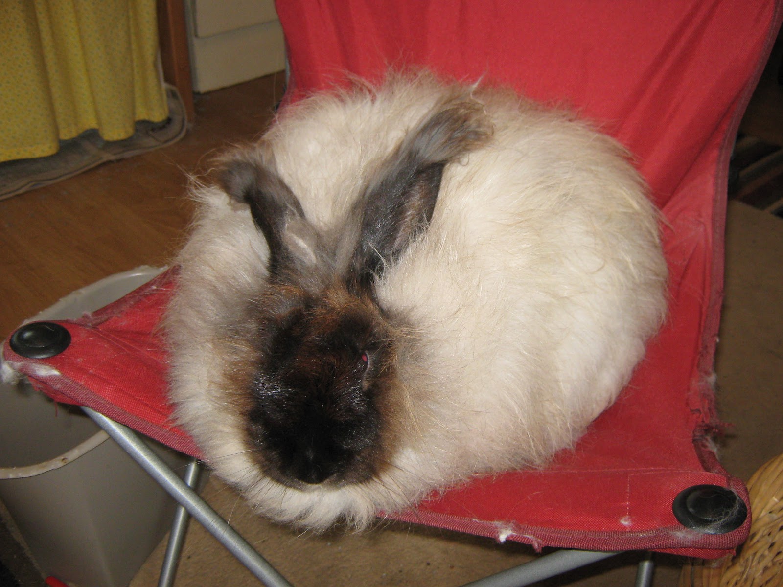 Storm Warning Farm: Sable German Angoras