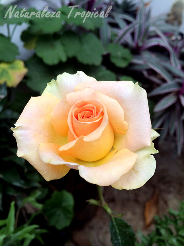 Fotografía de una rosa