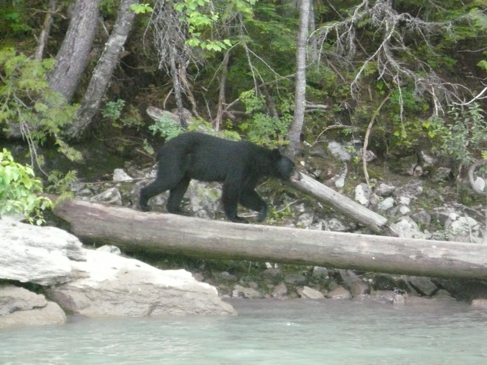 Overland in the Americas black bear bonanza getting close to Cody's