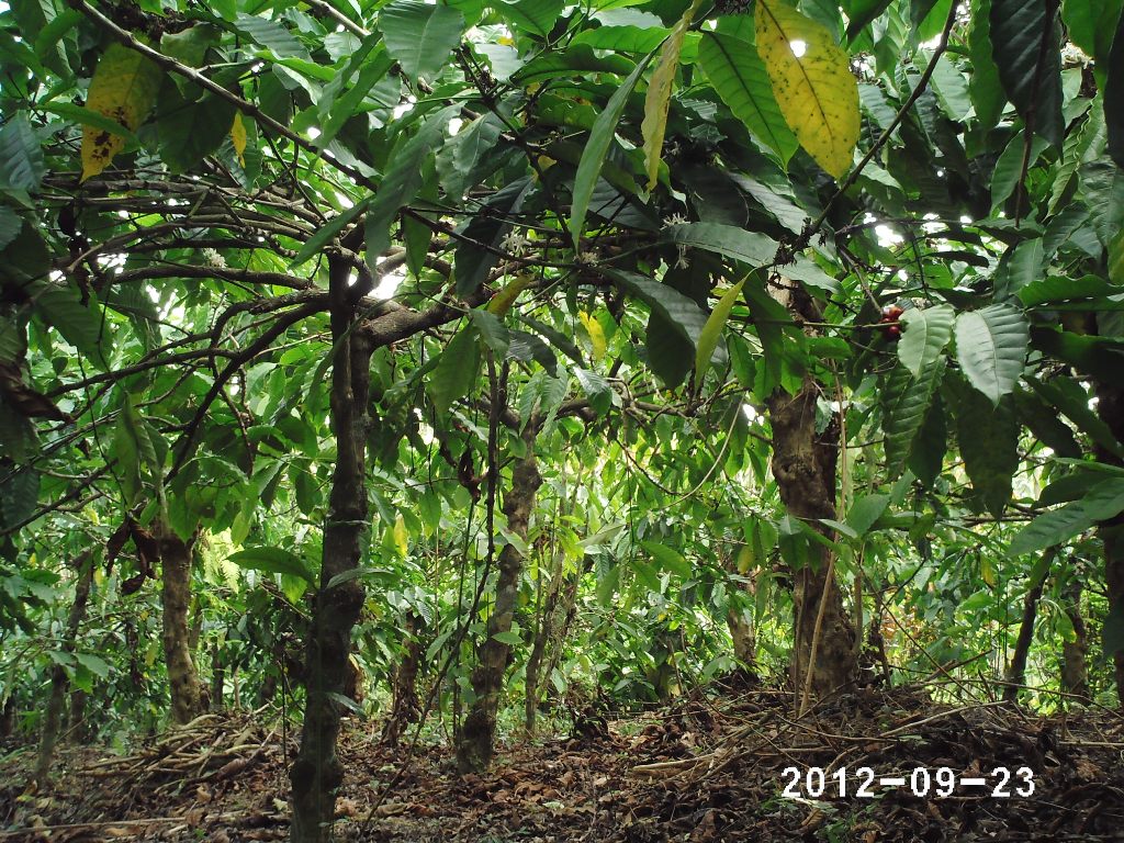 Wilsen Property Bali: Kebun Kopi Pupuan