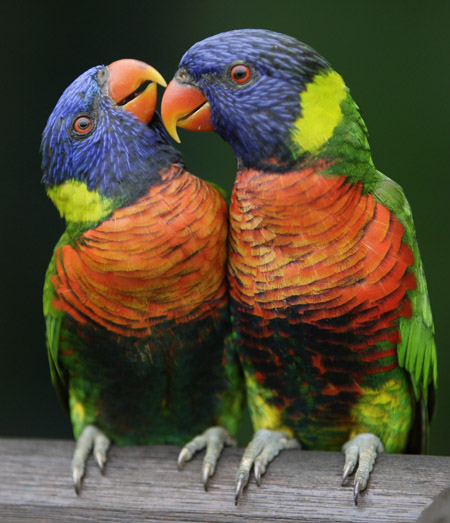 Asian Parrots 69