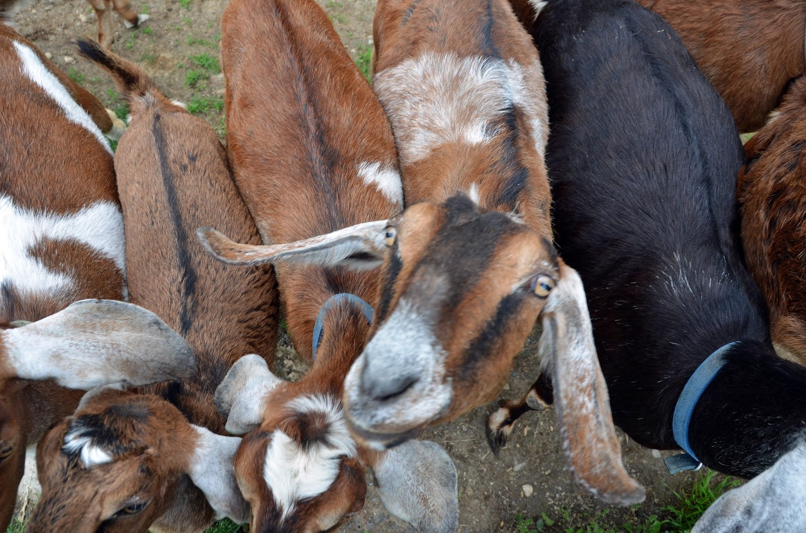 Butterscotch Farm Breed Profile 7 Nubian Goats