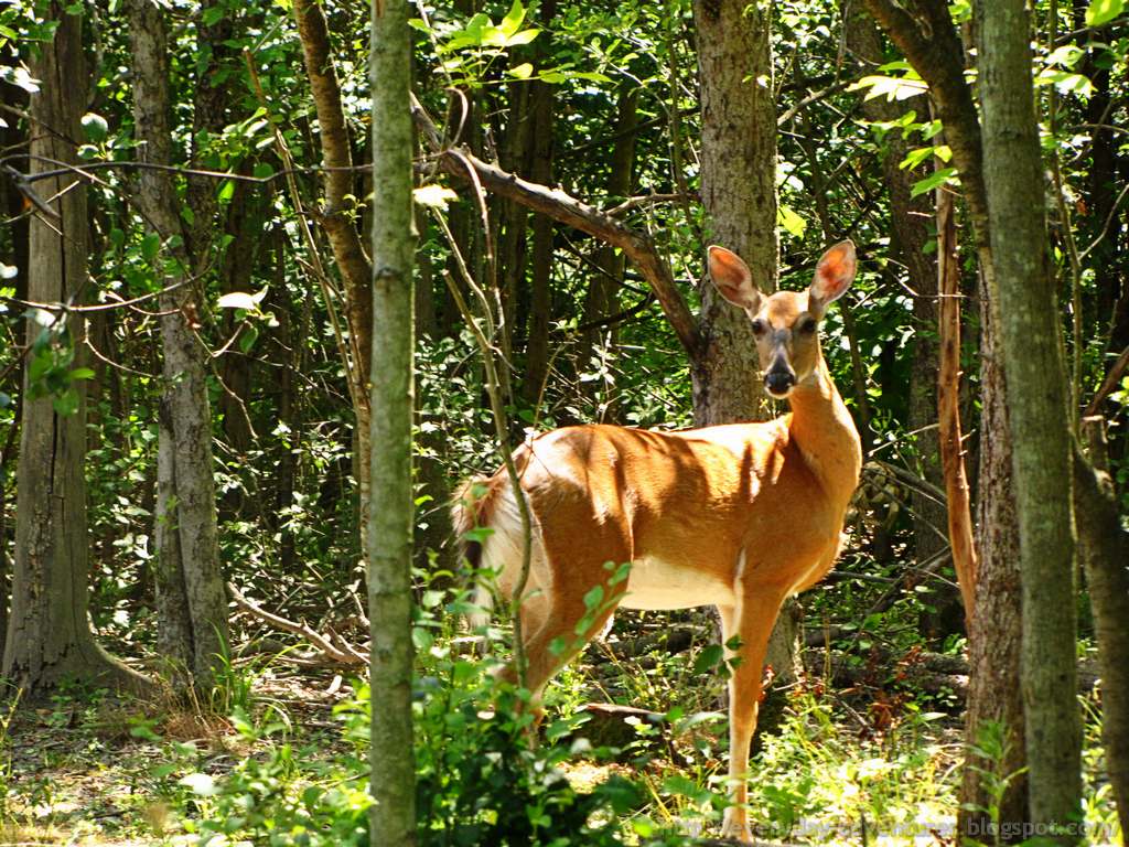 The Everyday Adventurer On The Deer Trail