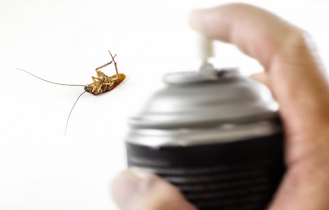 Natural Home Remedies To Kill Roaches Natural Home Remedies To Kill Roaches