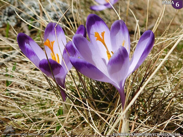 Szafran spiski (Crocus scepusiensis).