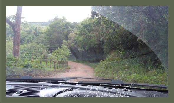 Quase todas as frutas foram acampar na montanha. Por que o Mamão