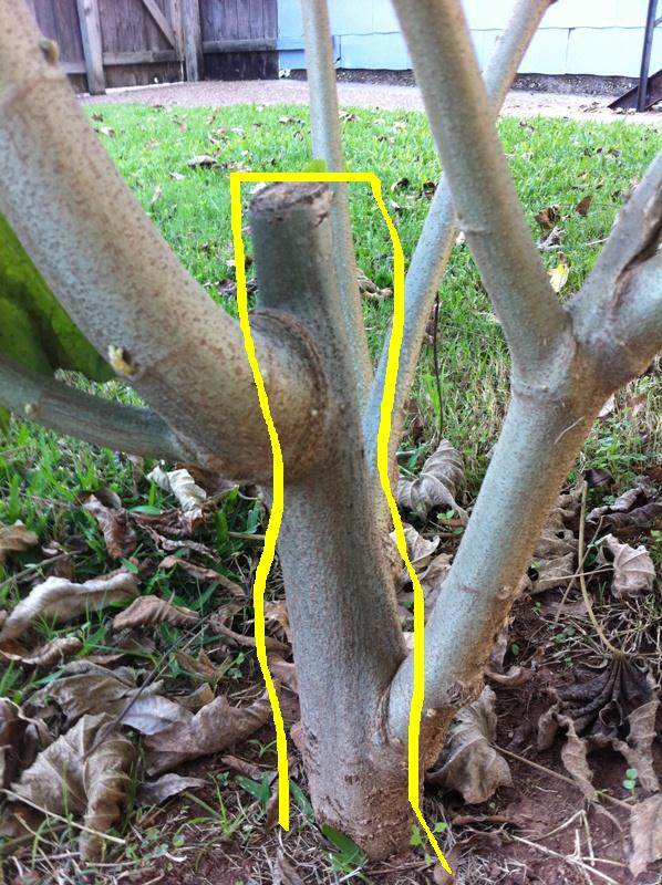 ANDY'S PLACE... The Confederate Rose