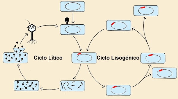 pensado nerd Ciclo lítico e ciclo lisogênico