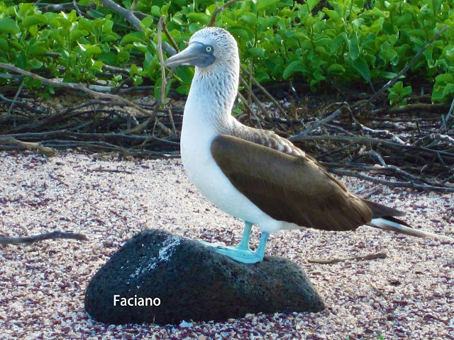 Galapagos加拉巴哥,法姿優乾洗頭乾洗髮
