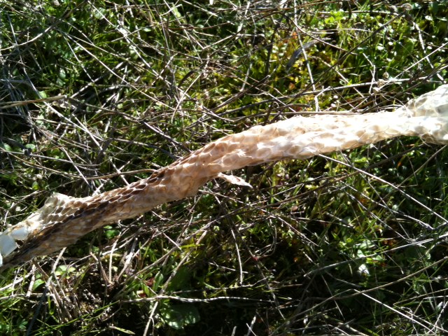 Por los caminos de la tierra oral: Plantando árboles
