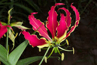 Flame Lily Gloriosa Rothschildiana - berbagaireviews.com