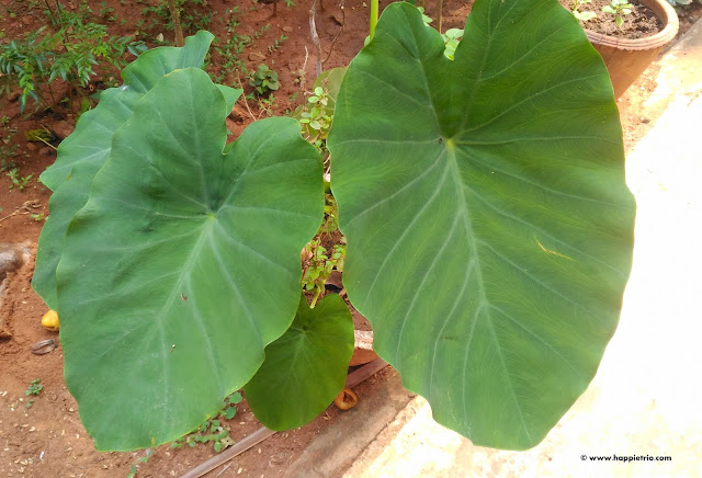 Clocasia leaves