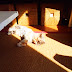 Around the IP Blogs