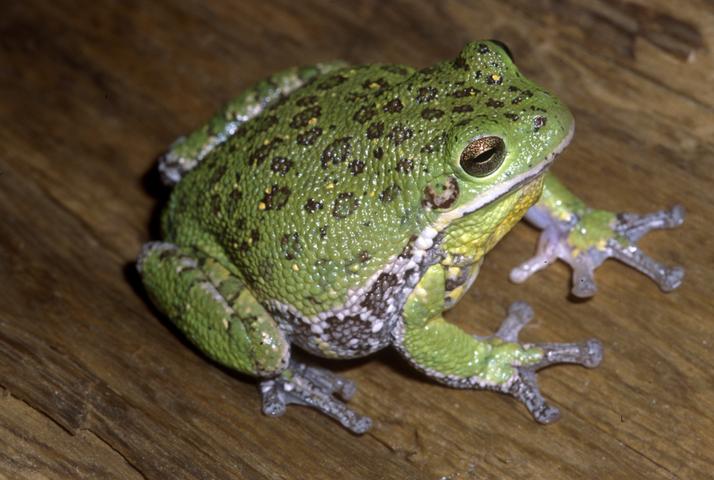 purple tree frog species purple tree frog species