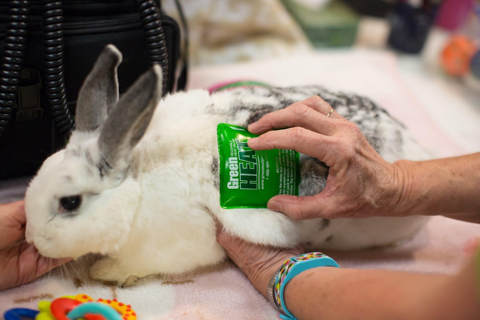 Acupuncture for Emma, a gracefully aging rabbit