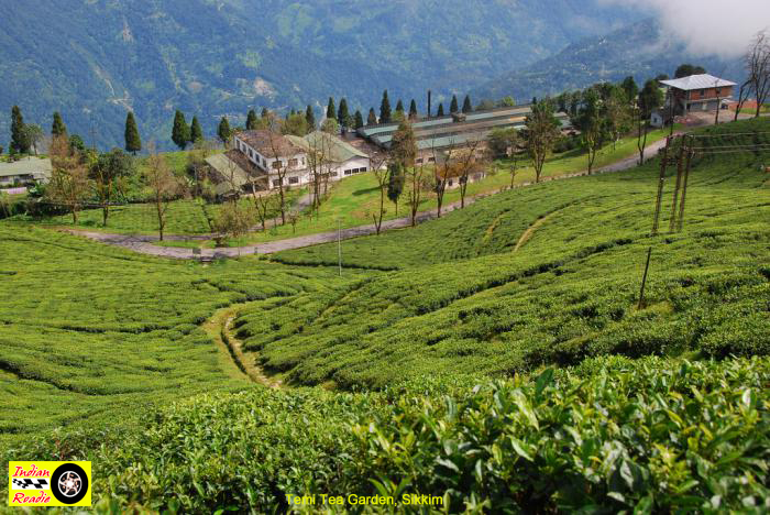 Indian Roadie: Temi Tea Garden, South Sikkim