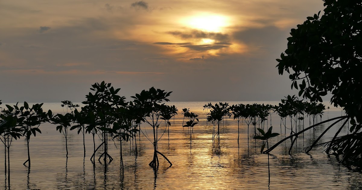 Ekosistem Mangrove Pulai Baai Menjadi Destinasi Wisata