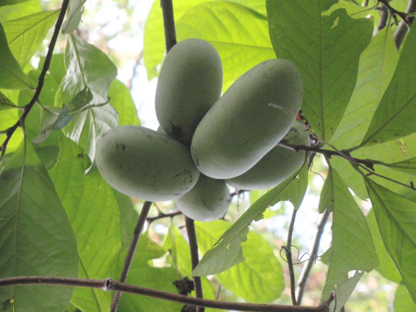 Life at the Blue Rock Ranch Paw Paws are Ripe
