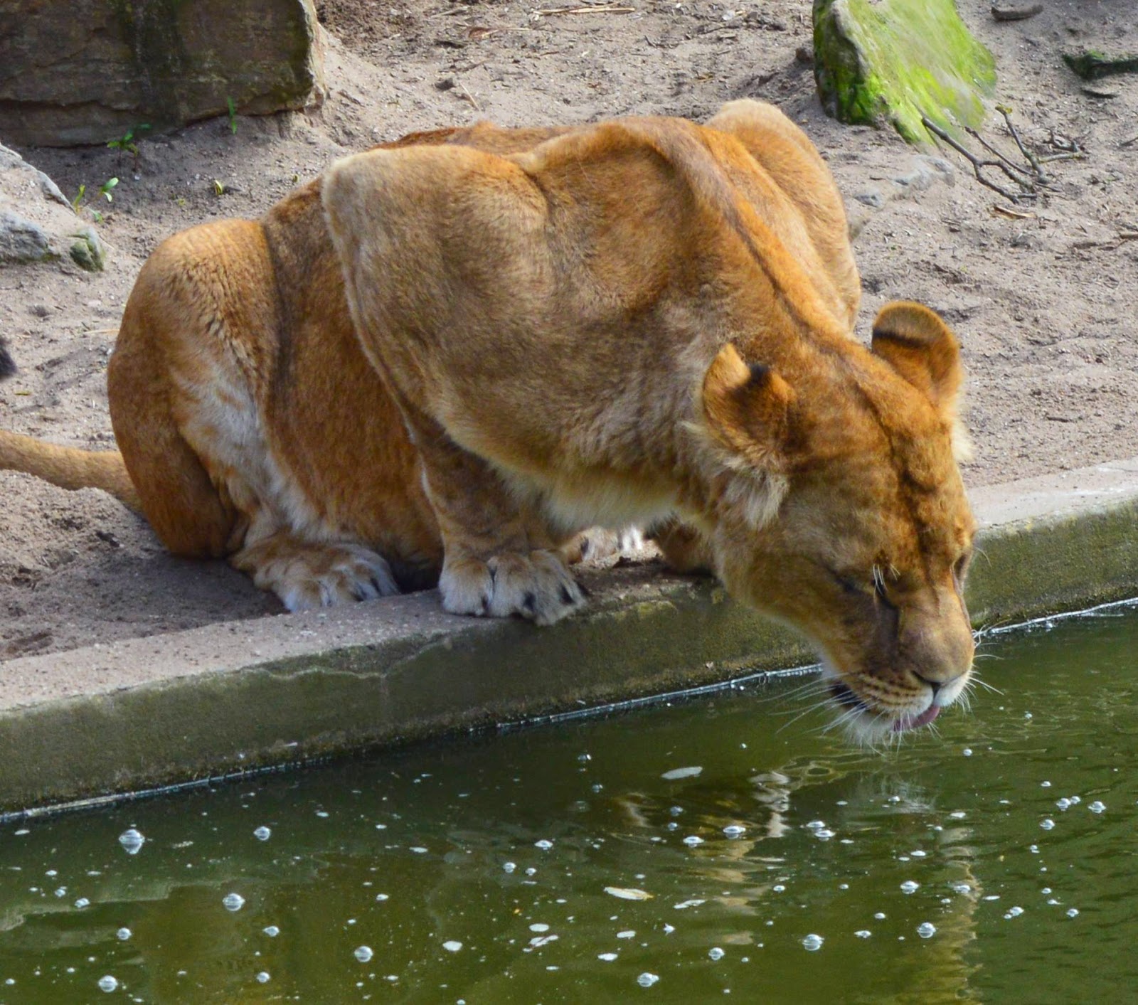 Lions at Amsterdam zoo