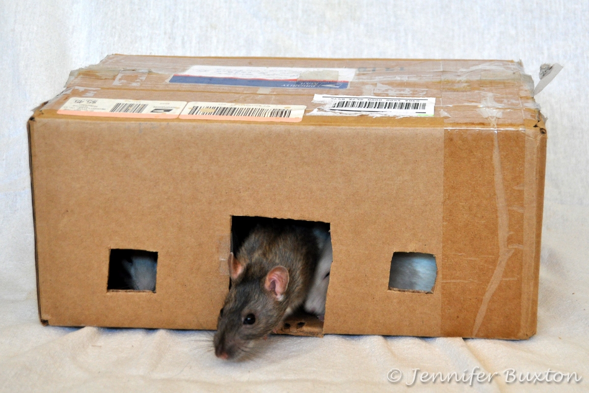 Jennifer's Photo Blog Rat house