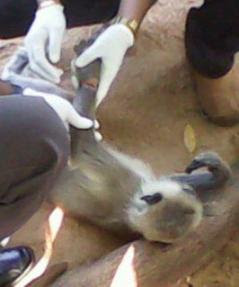 monkey3.jpg