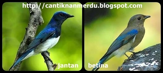 Burung Tledekan Gunung Dan Tledekan Laut