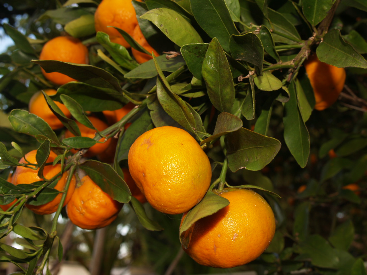 Florez Nursery Growing Citrus