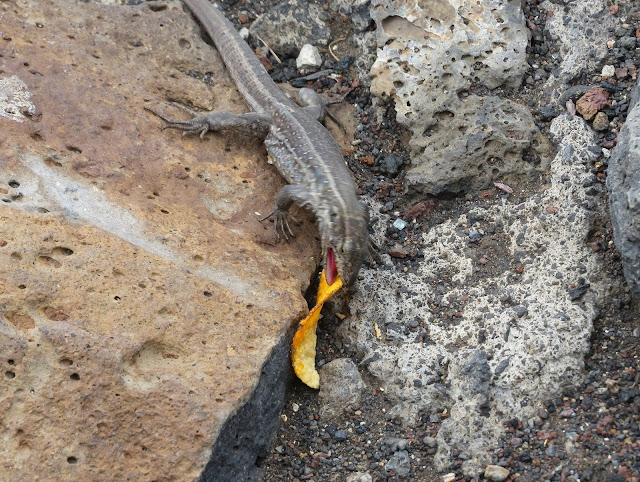 West Canaries Lizard - Punta de Teno, Tenerife
