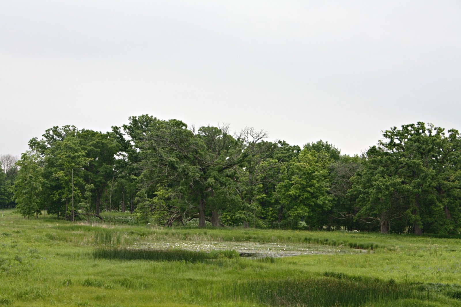 A Little Time and a Keyboard A Summer Walk at Flint Creek Savanna {Lake Barrington}