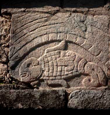 Una tortuga en una pared de Chichén Itzá. El dios maya del maíz nació de una tortuga. 