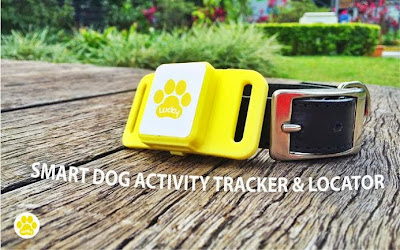 Leash Training Multiple Older Dog Leash Training Multiple Older Dog
