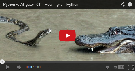 Python vs Alligator 01 -- Real Fight -- Python attacks Alligator