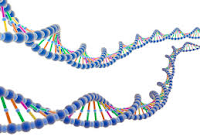 Pengertian DNA, Struktur, Replikasi, Fungsi, Isolasi, & Tes DNA
