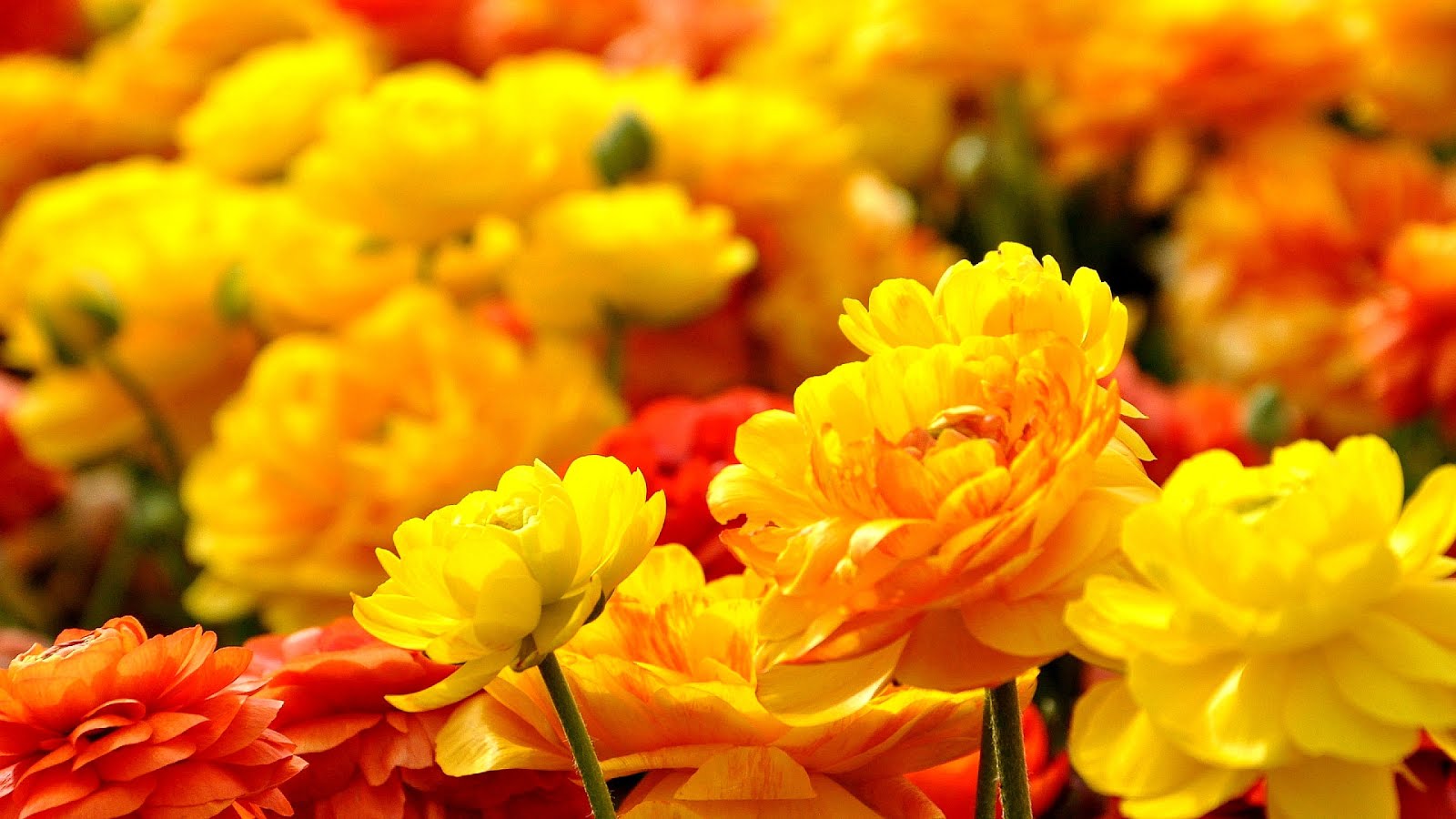 Yellow And Red Flowers Yellow Choices