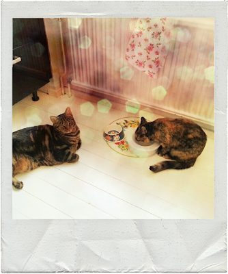 cats in kitchen, light, bokeh, lumié photo app